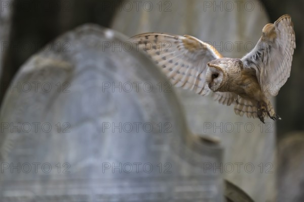 One barn owl (Tyto alba) flying on a historic graveyard in a forest between the gravestones. Green