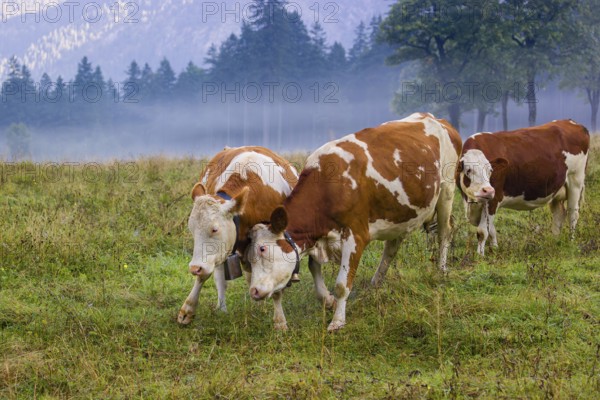 Two Holstein Friesian cows stand fighting in a meadow on a foggy day, while a forest can be seen in