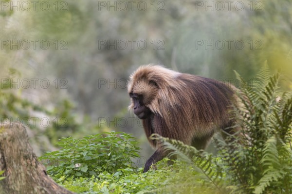 One adult male Gelada (Theropithecus gelada), or bleeding-heart monkey walking through riverine