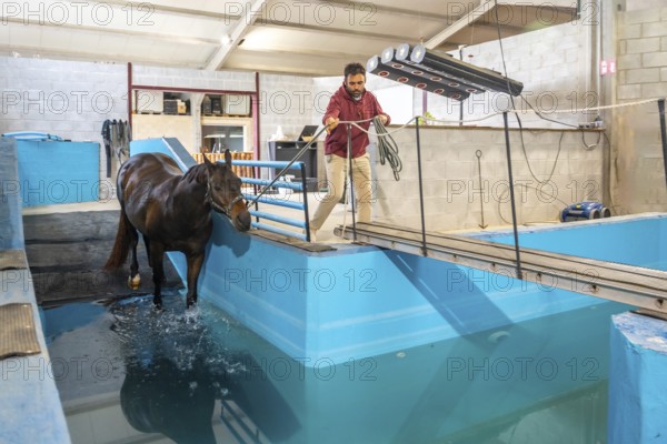 Horse entering to a pool during physiotherapy on a water treadmill tied with a rope to a man