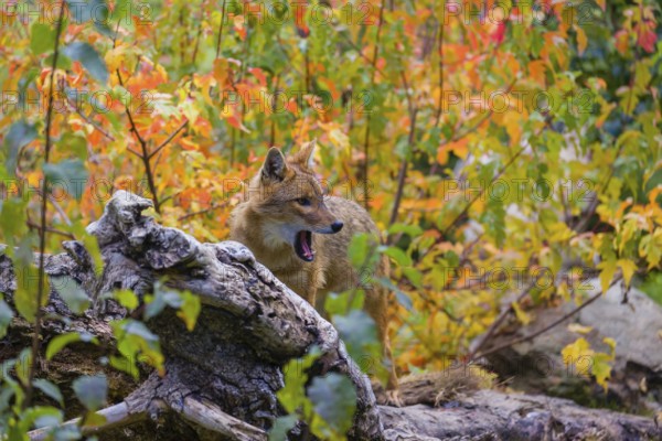 One golden jackal (Canis aureus) stands on a fallen tree trunk. Behind him is a tree in intense