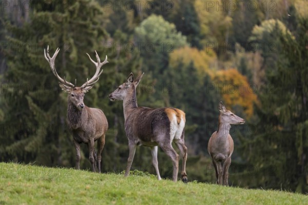 One red deer stag (Cervus elaphus) and some hind stand on a meadow on hilly ground during a storm.