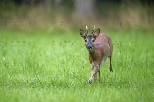 Fleeing European roe deer (Capreolus capreolus) buck, male running through grassland at forest edge