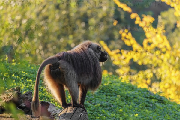An adult male gelada (Theropithecus gelada), or bloodheart monkey, stands in beautiful light on a