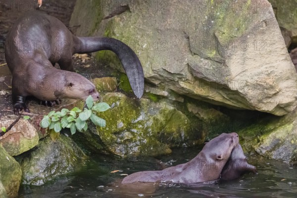 An adult giant otter or giant river otter (Pteronura brasiliensis) swims in a small river carrying