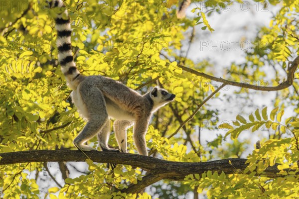 A ring-tailed lemur (Lemur catta) climbs high up in a tree on a branch surrounded by fresh green