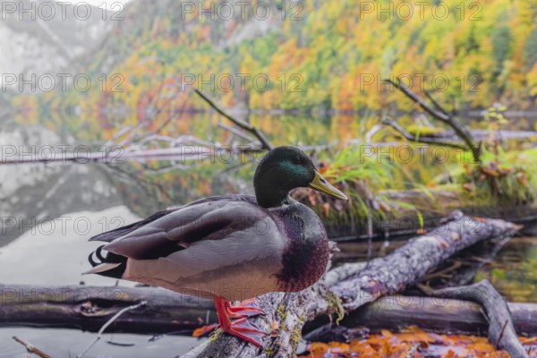 A male mallard, Anas platyrhynchos, stands on driftwood on the shore of Lake Toplitz, Austria,