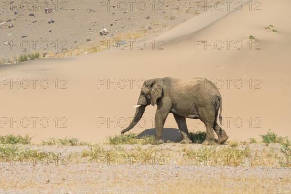 Desert elephant (Loxodonta africana) in front of a dune in the Huab dry river, Damaraland, Kunene