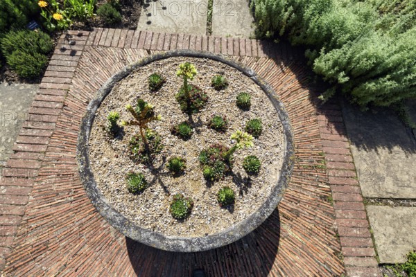 Rockery with Echeveria, view from above, rock garden, cottage garden, herb garden, Sissinghurst