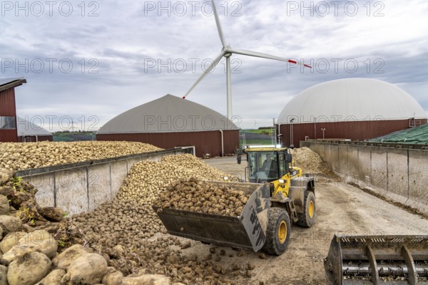 Biogas plant produces gas from various biomass, here the sugar beet storage, the electricity is