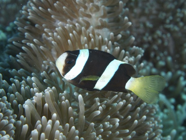 A black and white Clark's anemonefish (Amphiprion clarkii) melanistic, swimming close to a sea