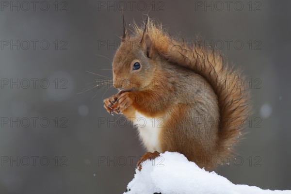 Red squirrel (Sciurus vulgaris) adult animal feeding on a nut on a tree stump covered in snow in