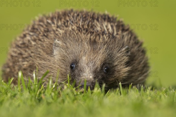 European hedgehog (Erinaceus europaeus) adult animal on a garden grass lawn, England, United