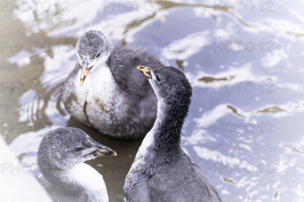 Eurasian Coot chicks (Fulica atra) three playing in the water, bird's eye view, close-up, top view,