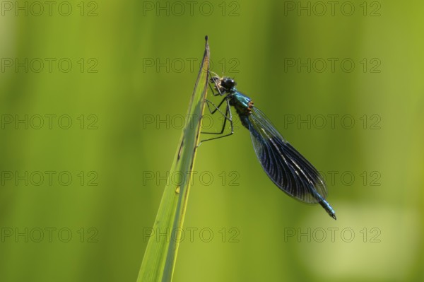 Banded demoiselle damselfly (Calopteryx splendens) adult male insect feeding on a small insect on a
