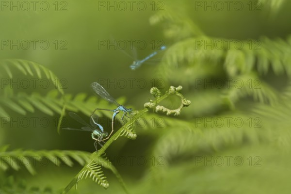 Blue tailed damselfly (Ischnura elegans) adult male and female insects mating on a Bracken plant