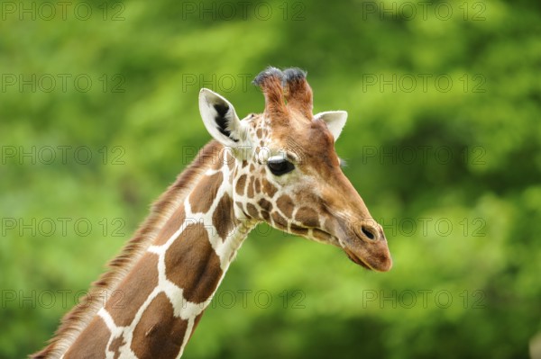Head of a giraffe with distinctive fur pattern in front of a green, natural background, reticulated