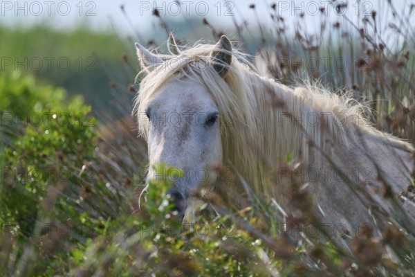 A white Camargue horse looks through tall grass in a peaceful natural landscape, Camargue, France,