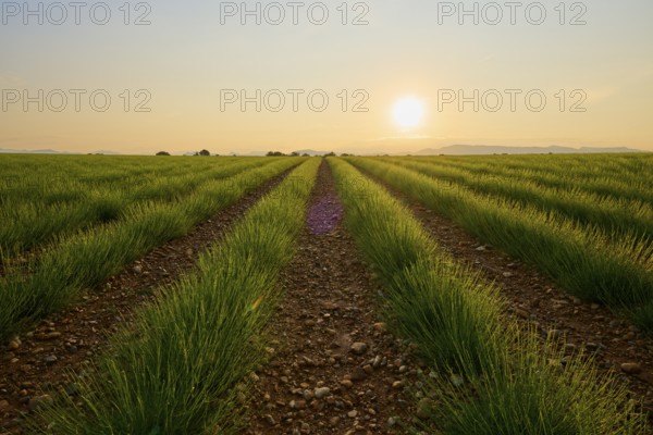 A wide lavender field (Lavandula), at sunrise, mountains in the background, summer, Valensole,