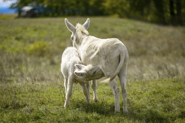 White donkeys, baroque donkeys, a foal drinking with its mother in a meadow, Lake Neusiedl National
