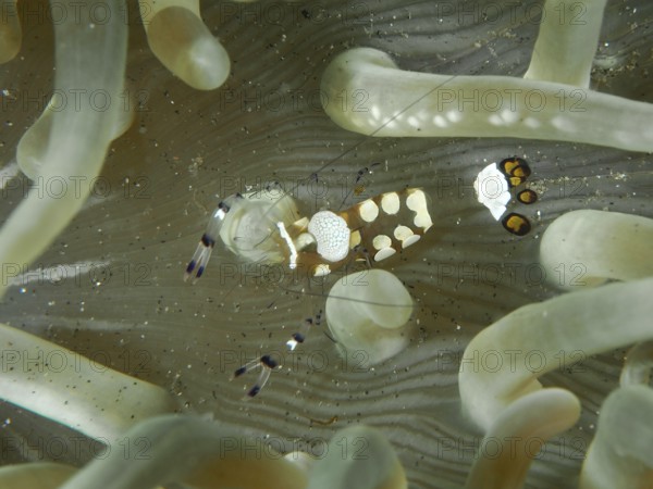 Transparent peacock anemone shrimp (Ancylocaris brevicarpalis) hiding between the tentacles of a