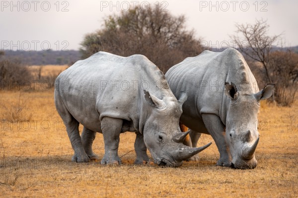 Southern white rhinoceros (Ceratotherium simum simum), two rhinos in the evening light, Khama Rhino