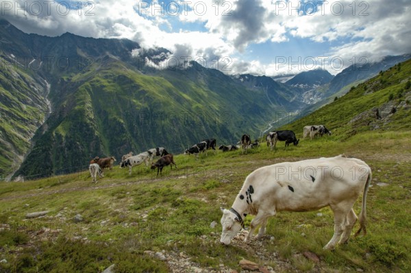 Young cattle on an alpine meadow in the Pitztal, in the background the valley of the Pitzbach and