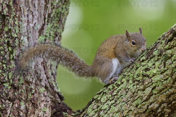 American grey squirrel (Sciurus carolinensis) sitting on a leafy branch on a tree, surrounded by