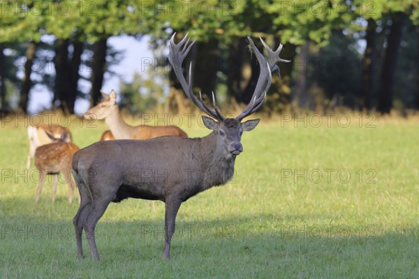 Red deer (Cervus elaphus) in mating season, capital stag with hinds in a forest clearing, wildlife,