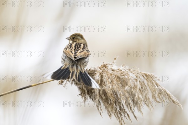 A reed bunting (Emberiza schoeniclus), female, sitting on a reed stalk and looking into the