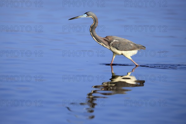 Tricoloured Heron (Egretta tricolor), adult, in the water, foraging, Merritt Island, Black Point