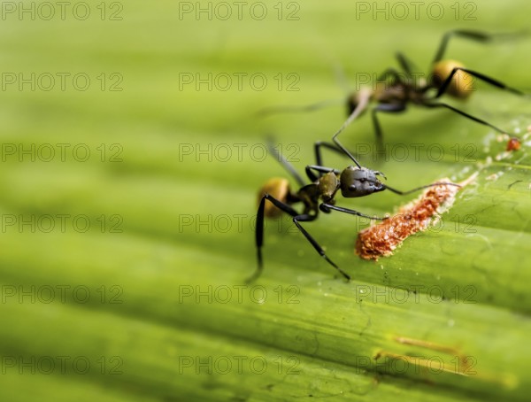 Two ants on a leaf, Corcovado National Park, Osa Peninsula, Puntarena Province, Costa Rica, Central