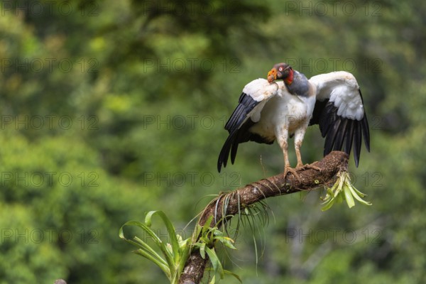 King vulture (Sarcoramphus papa), cock, vulture birds (Aegypiinae), Laguna del Lagarto Lodge,