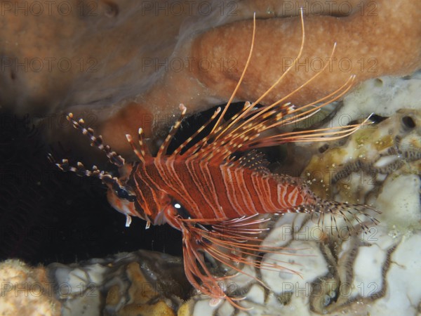 An antenna lionfish (Pterois antennata) with long spines swims between corals, dive site Toyapakeh,