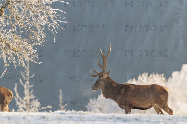 A red deer stag (Cervus elaphus) stands in the first light of day on a meadow covered in hoar frost