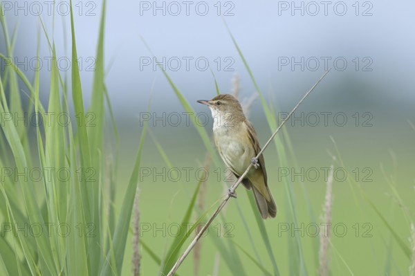 Great Reed Warbler (Acrocephalus arundinaceus), singing, twittering, sitting on a reed stalk in a