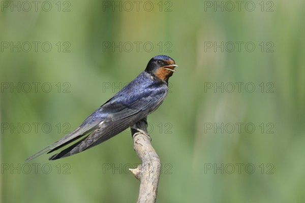 Barn Swallow (Hirundo rustica) sitting on a branch, Lake Neusiedl National Park, Burgenland,