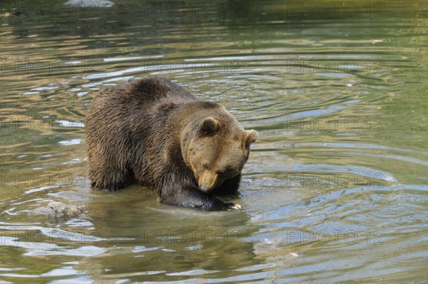 A bear stands calmly in the water with gentle water rings, Eurasian brown bear (Ursus arctos