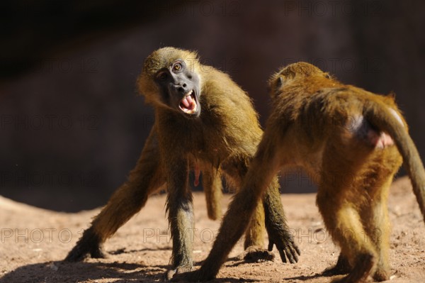 Two baboons interacting with each other, a dynamic scene with a sense of energy and urge to move,