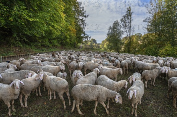 Fenced flock of sheep in a valley in Franconian Switzerland, Upper Franconia, Bavaria, Germany,