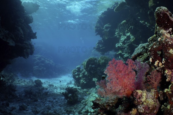View into an open underwater cave with coral reef, on it Hemprich's Tree Coral (Dendronephthya