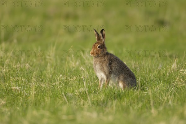 Mountain hare (Lepus timidus) adult animal in its summer coat on a hillside meadow, Cairngorm