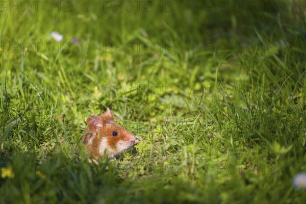 A European hamster (Cricetus cricetus), Eurasian hamster, black-bellied hamster or common hamster,