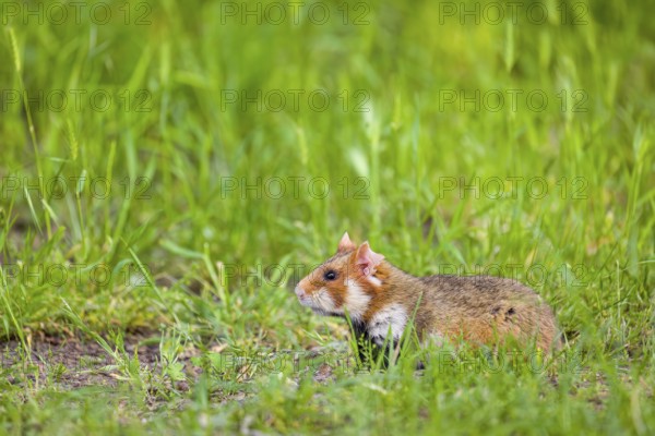 A European hamster (Cricetus cricetus), Eurasian hamster, black-bellied hamster or common hamster,