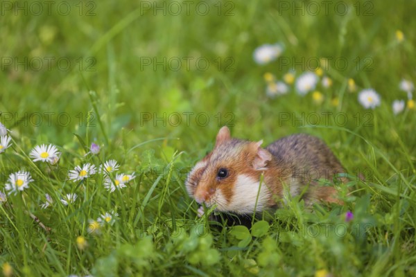 A European hamster (Cricetus cricetus), Eurasian hamster, black-bellied hamster or common hamster,