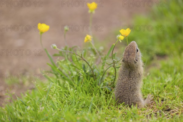 A young European ground squirrel (Spermophilus citellus) or European souslik sits in green gras