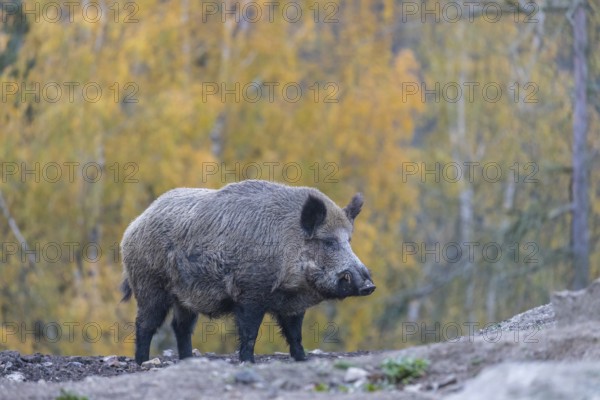 One wild boar or wild pig (Sus scrofa), walking over an opening in early morning light, searching