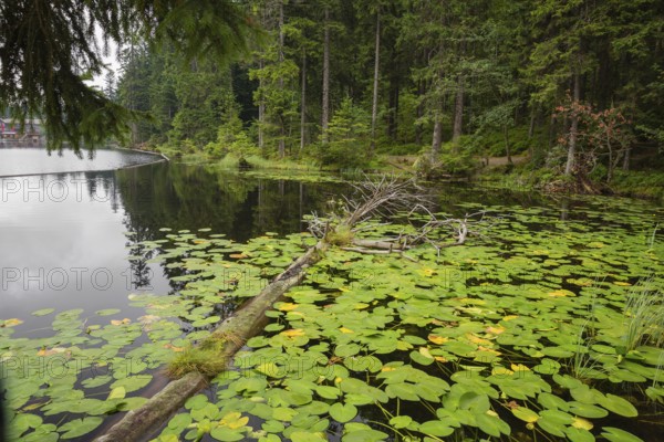 Lake Großer Arbersee in sumer. Water lilies cover the water. Germany, Bavaria, Bavarian Forest