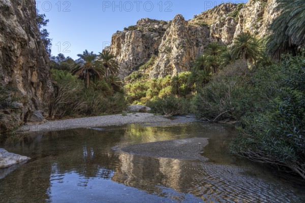 Phoenix theophrasti palms and the river Megalopotamos in the gorge of Preveli, Crete, Greece,