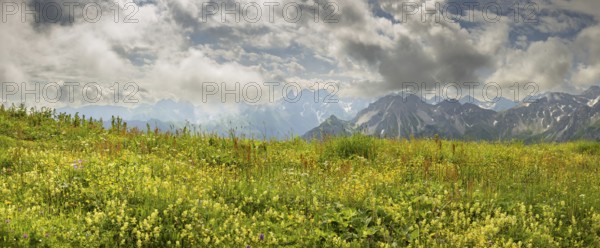 Summer in the Allgäu, mountain panorama over a lush blooming mountain flower meadow on the Fellhorn